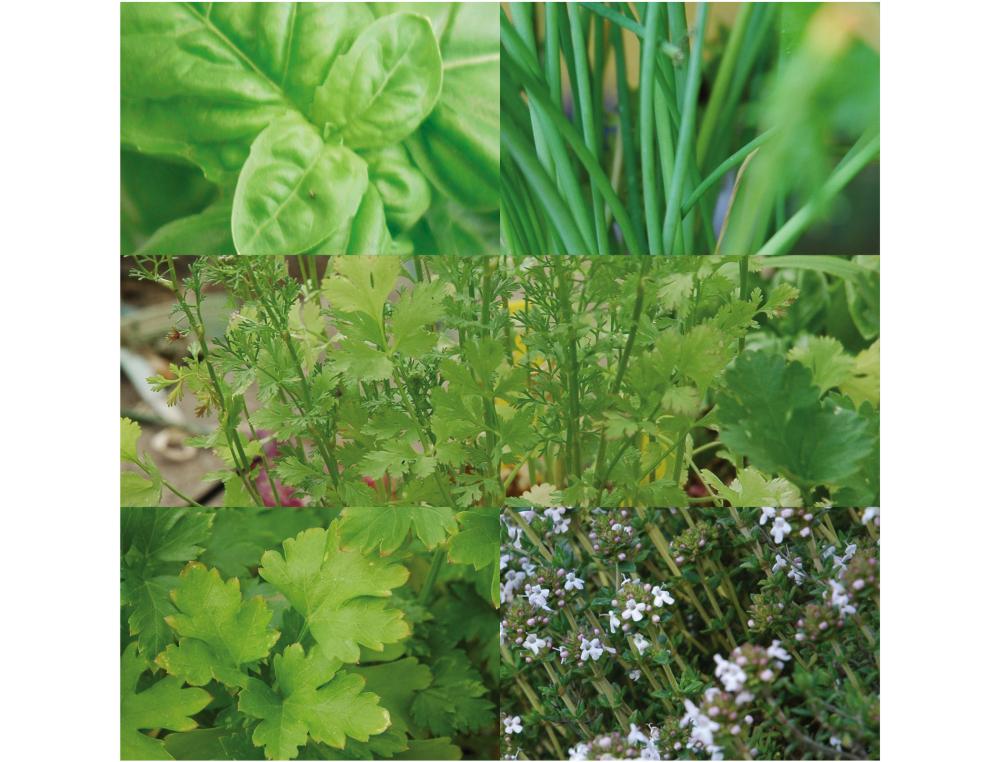 JARDINAGE ET BIODIVERSITE COFFRET DE 30 SACHETS DE      GRAINES BIO RADIS ET CAPUCINE AROMATES KIT COMPLET