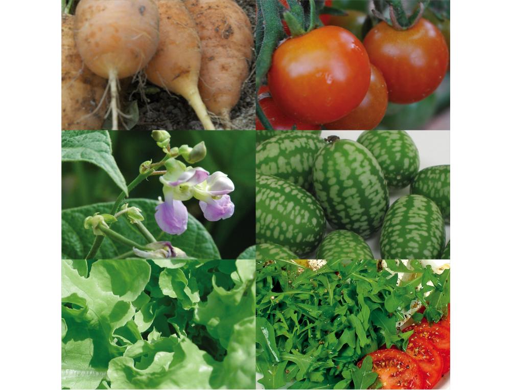 JARDINAGE ET BIODIVERSITE COFFRET DE 30 SACHETS DE      GRAINES BIO RADIS ET CAPUCINE LEGUMES KIT COMPLET