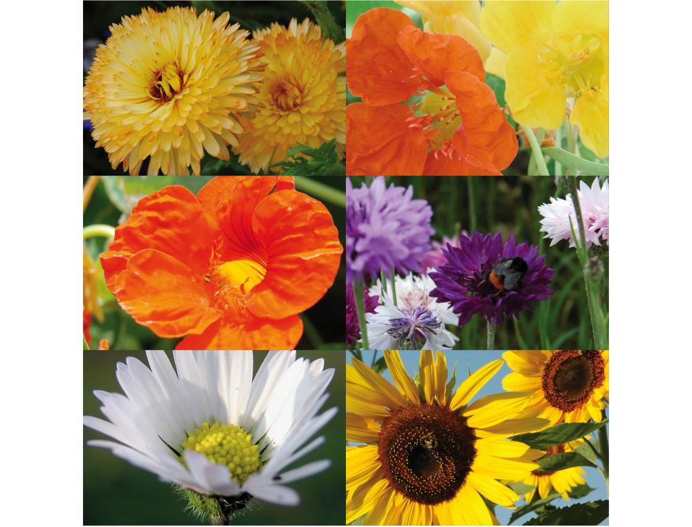 JARDINAGE ET BIODIVERSITE COFFRET DE 30 SACHETS DE      GRAINES BIO RADIS ET CAPUCINE FLEURS KIT COMPLET