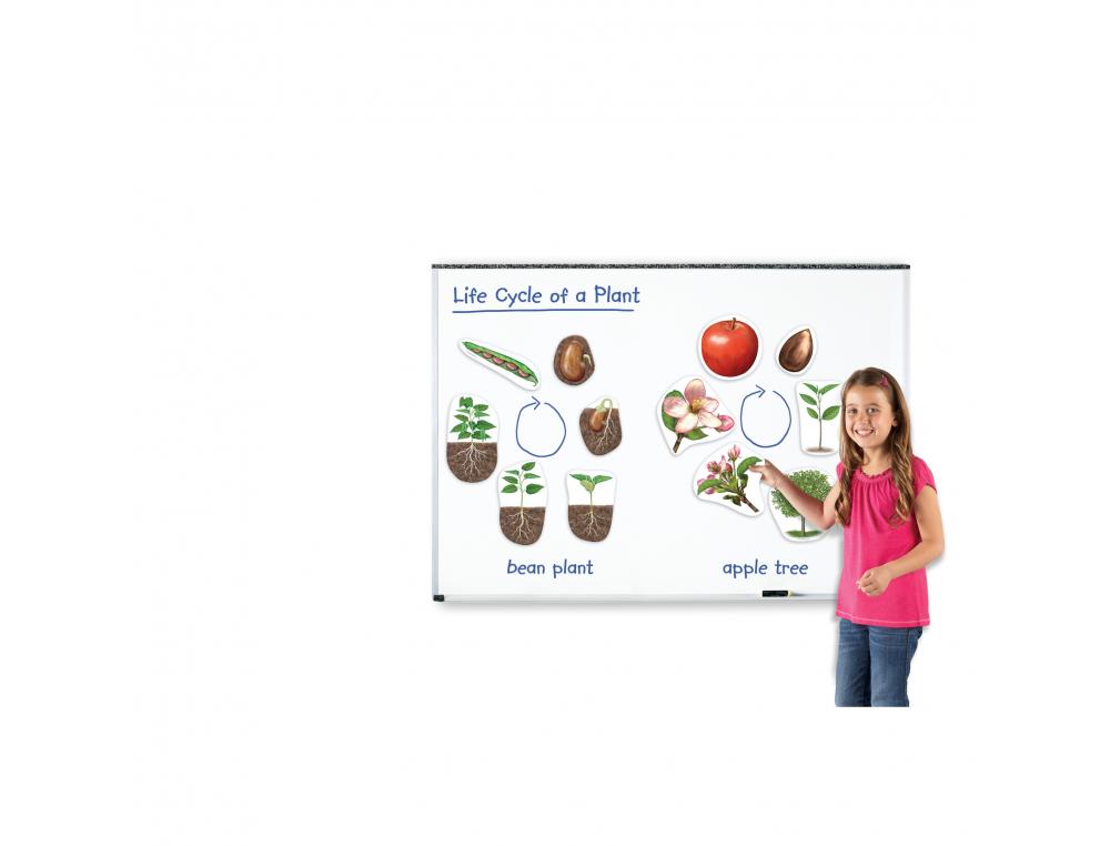 JARDINAGE ET BIODIVERSITE LEARNING RESOURCES LECYCLE DE VIE DE LA PLANETE LES PLANTES 12 AIMANTS 1 POMMIER ET 1
