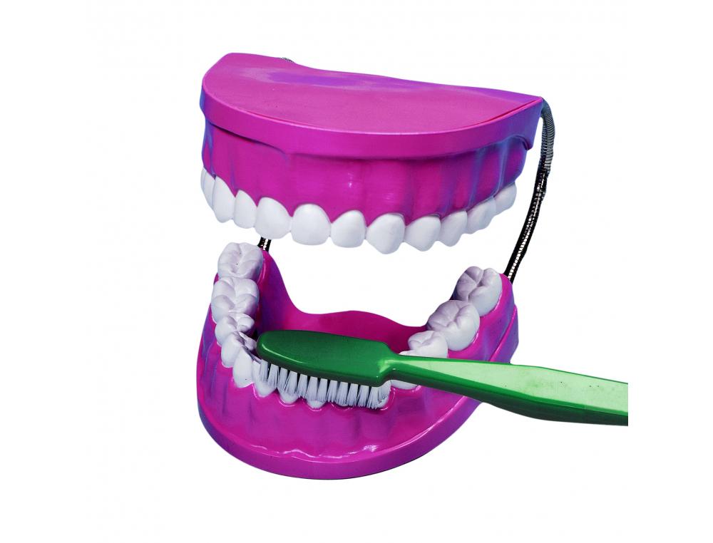 KIT EDUCATIF VINCO EDUCATIONAL MACHOIRE ET       BROSSE A DENTS HYGIENE        DENTAIRE